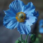 flower, botany, himilayan blue poppy-4202825.jpg
